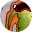 Alphafrog